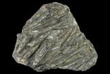 Plate Of Belemnite Fossils - England #131985-1